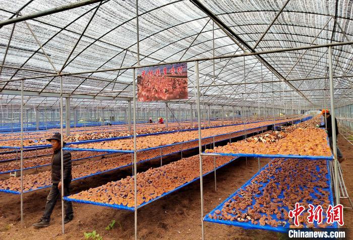 圖為紅太陽(yáng)科技示范家庭農(nóng)場(chǎng)采收的靈芝?！∑酱胪喙﹫D