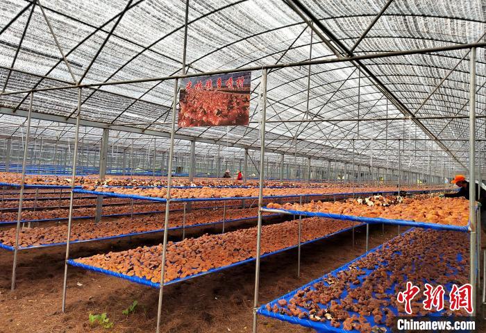 圖為紅太陽(yáng)科技示范家庭農(nóng)場(chǎng)采收的靈芝?！∑酱胪喙﹫D
