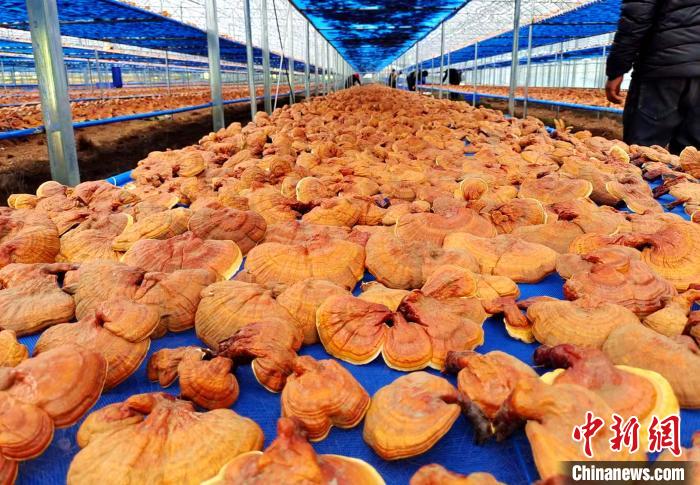 圖為紅太陽(yáng)科技示范家庭農(nóng)場(chǎng)采收的靈芝?！∑酱胪喙﹫D
