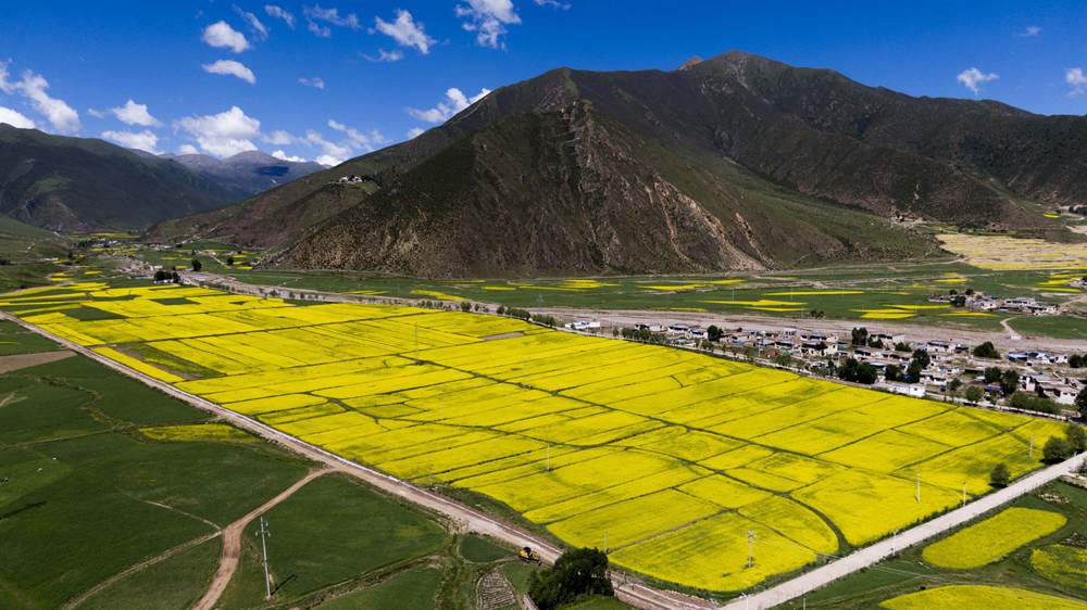 西藏墨竹工卡縣油菜農(nóng)田。
