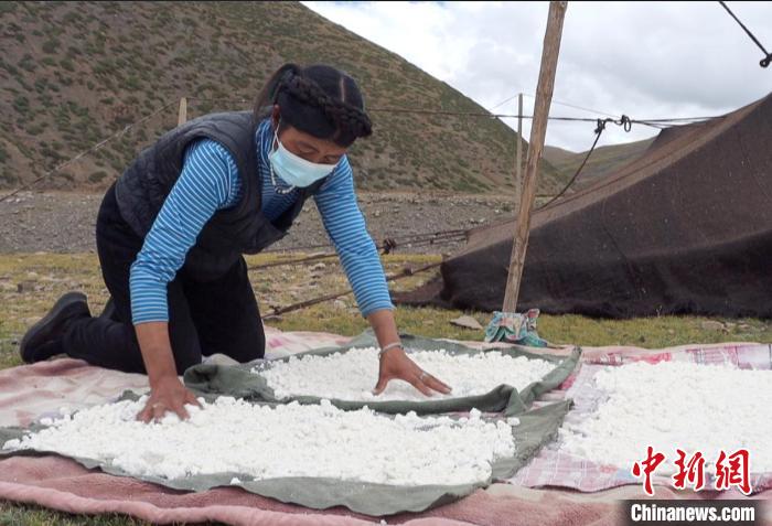 圖為牧民正在制作奶渣?！∪湛t文聯(lián)供圖