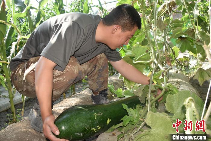 圖為阿里軍分區(qū)某邊防團(tuán)官兵在溫室摘菜?！￡悋[岳 攝