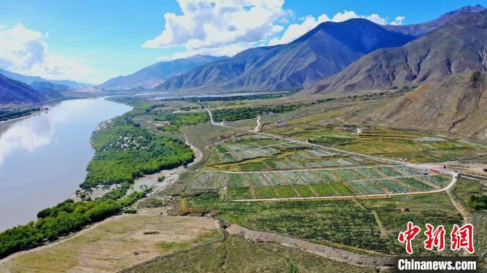 圖為桑日縣葡萄種植基地?！∩侥仙Ｈ湛h委宣傳部提供