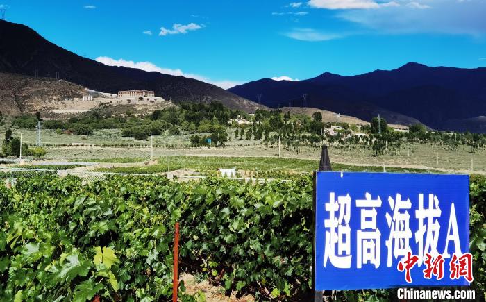 圖為桑日縣種植的葡萄?！∩侥仙Ｈ湛h委宣傳部提供