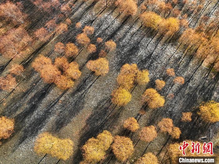 入冬時(shí)節(jié)，雅魯藏布江畔的樹林一片金黃?！《拘?攝