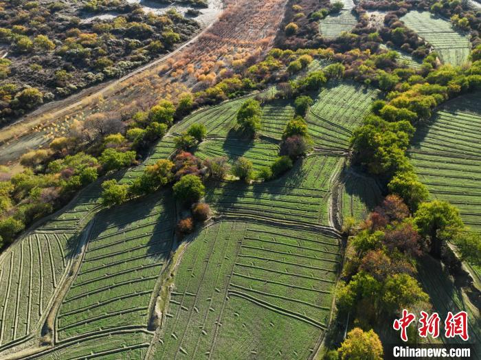 圖為11月8日，雅魯藏布江畔的高原梯田?！《拘?攝