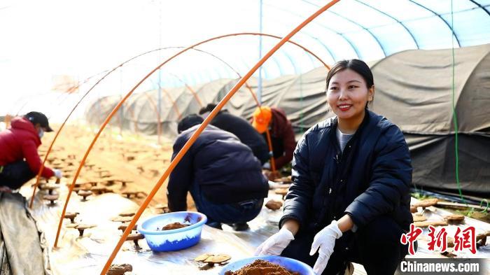 圖為農(nóng)民采收靈芝孢子粉。　鄧巴 攝