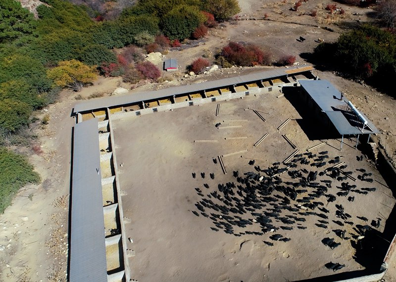 麥村藏香豬養(yǎng)殖基地。