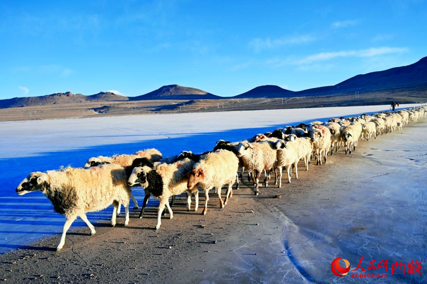 羊群排著隊穿過普莫雍錯。 人民網(wǎng) 李海霞攝