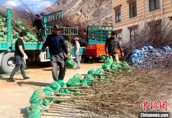 民眾搬運(yùn)苗木?！〔际忻⒖悼h委宣傳部供圖