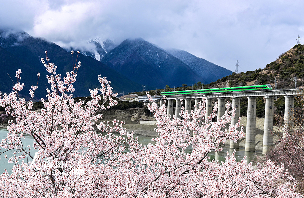 西藏林芝：雪域高原列車穿越花?！?】