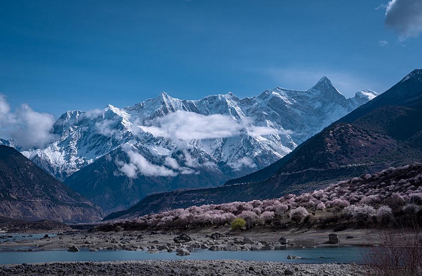 雪山下的桃花。張靜攝
