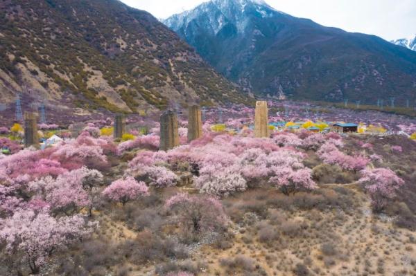 人間桃花源！林芝桃花有多絕？