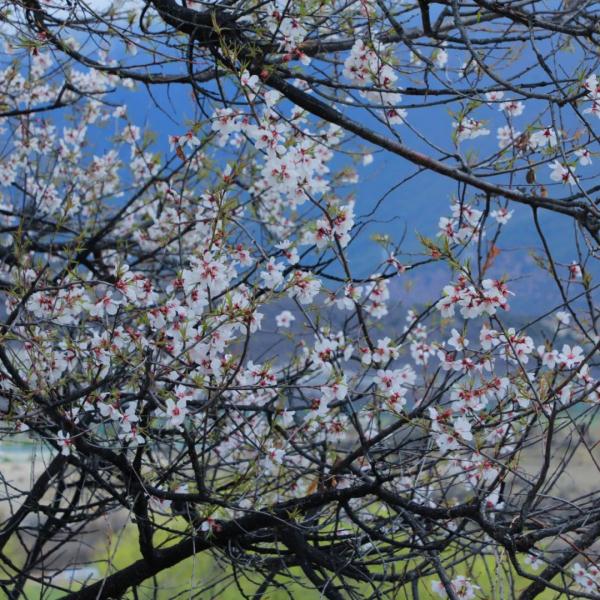 人間桃花源！林芝桃花有多絕？
