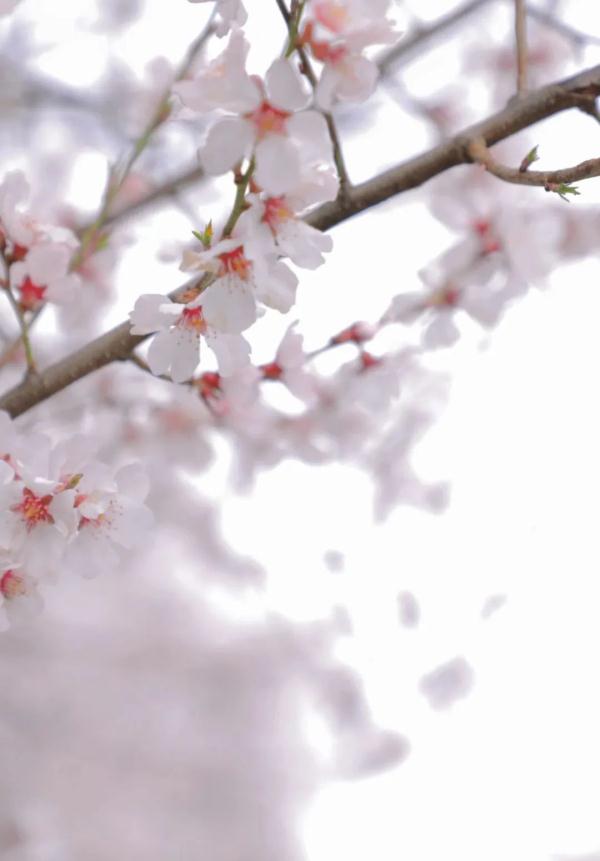 人間桃花源！林芝桃花有多絕？