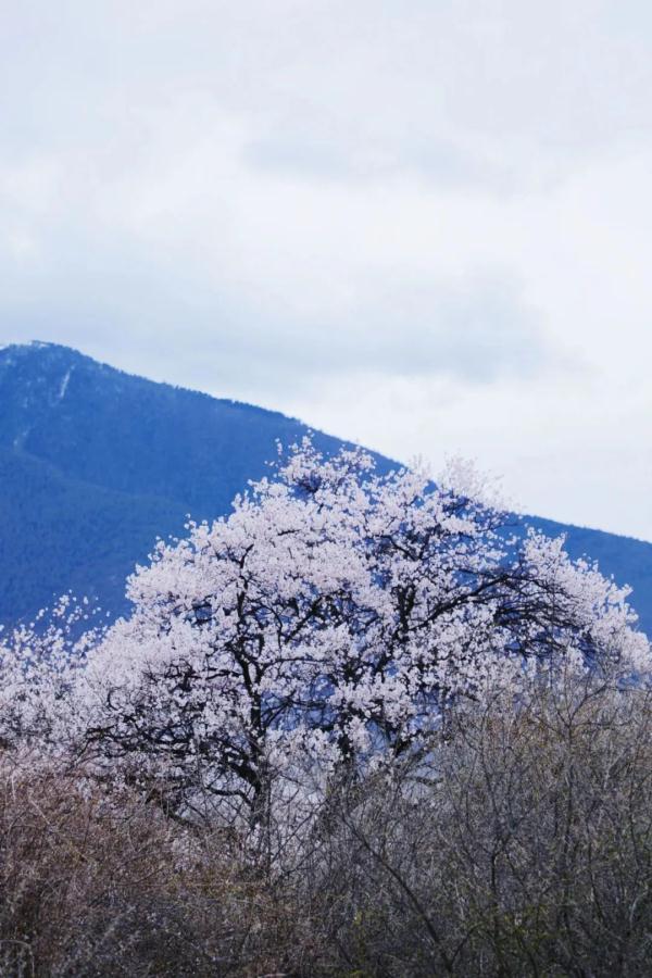 人間桃花源！林芝桃花有多絕？