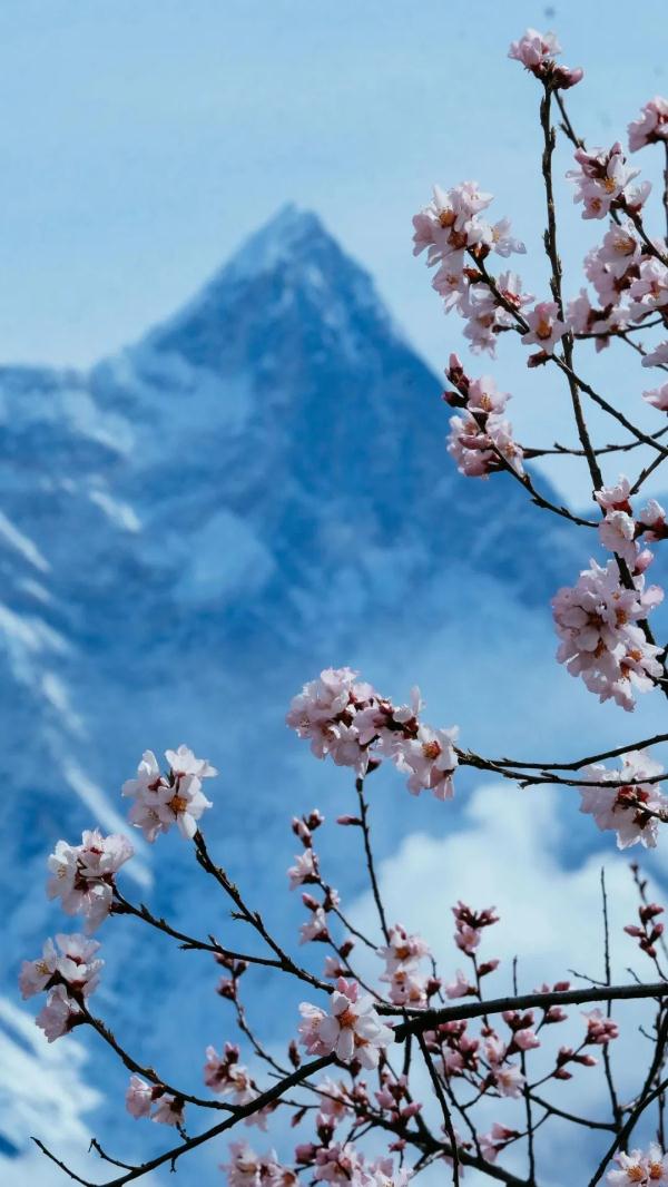 人間桃花源！林芝桃花有多絕？