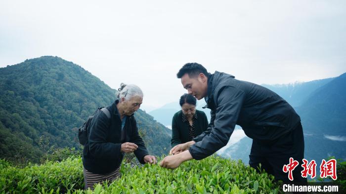 圖為銀發(fā)旅游體驗團兩位老人體驗采茶。　西藏專項旅游協(xié)會供圖