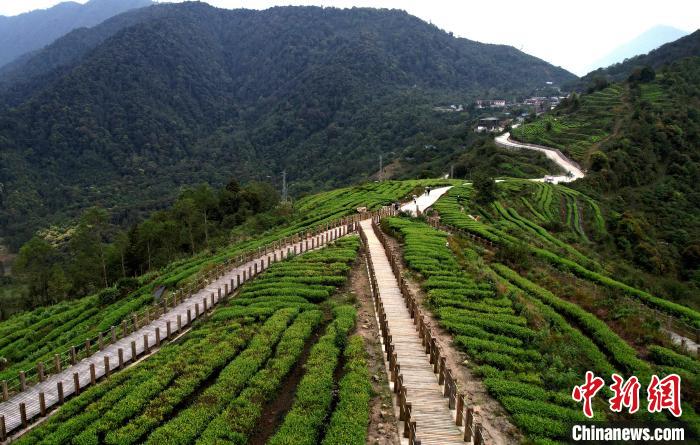 圖為西藏林芝市墨脫縣背崩鄉(xiāng)格林村山頂?shù)木坝^茶園。(無人機(jī)照片) 李林 攝