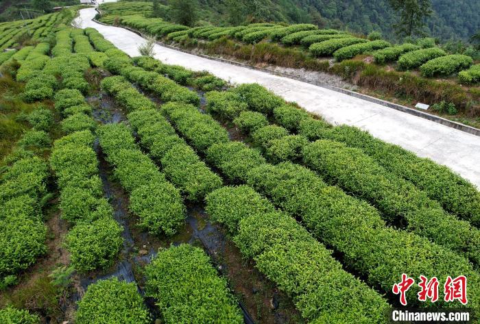 圖為西藏林芝市墨脫縣背崩鄉(xiāng)格林村山頂?shù)木坝^茶園。(無人機(jī)照片) 李林 攝