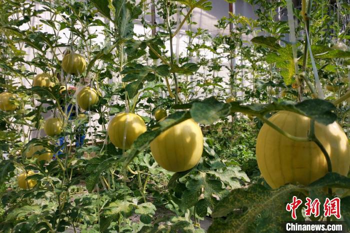 圖為康馬縣大棚內(nèi)的金太陽西瓜?！⒔ㄜ?攝