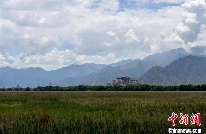 圖為6月22日，西藏拉薩拉魯濕地?！±盍?攝