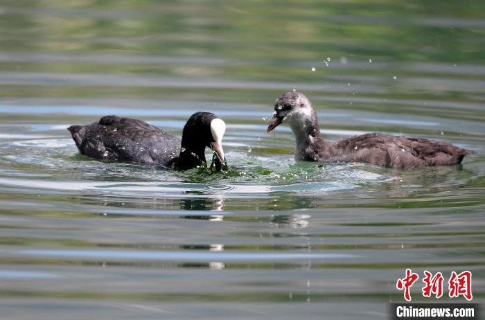 圖為6月22日，棲息在拉魯濕地內(nèi)的古頂雞?！±盍?攝
