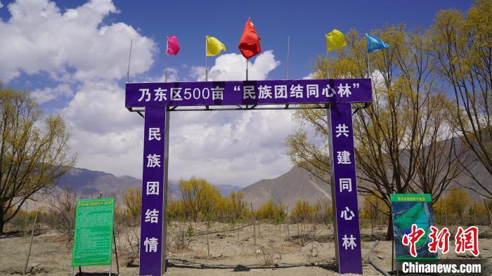 圖為“民族團結(jié)同心林”項目?！∧藮|融媒供圖