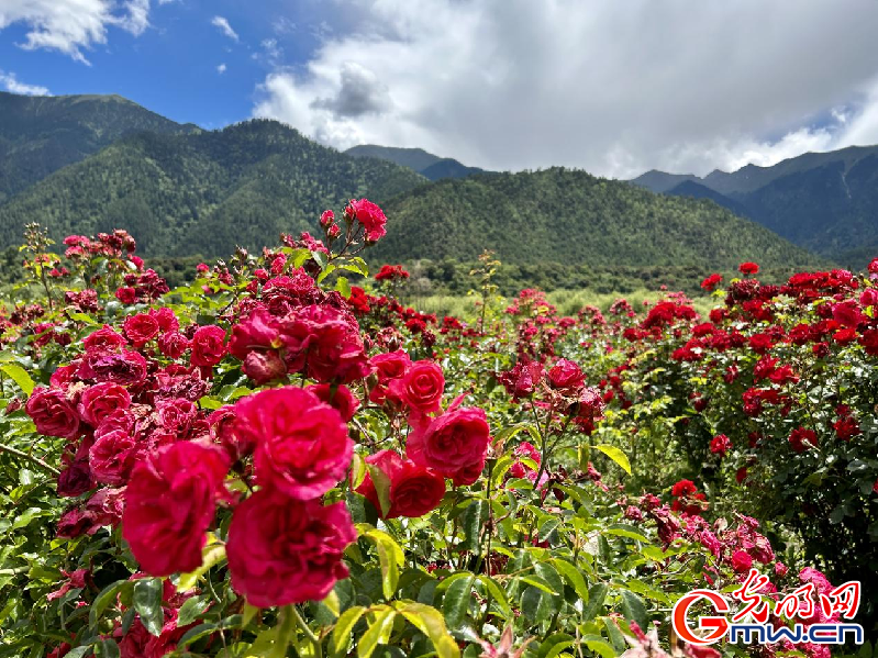 我們的家園丨【組圖】 綠水青山入畫(huà)，“金山銀山”筑起