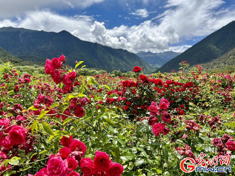 我們的家園丨【組圖】 綠水青山入畫(huà)，“金山銀山”筑起