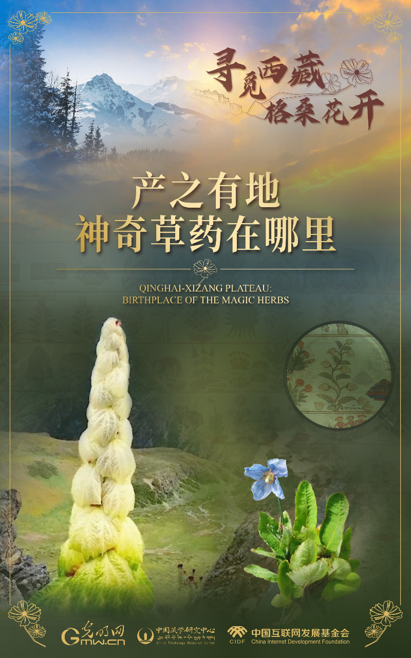 【尋覓西藏·格?；ㄩ_】產(chǎn)之有地：神奇草藥在哪里