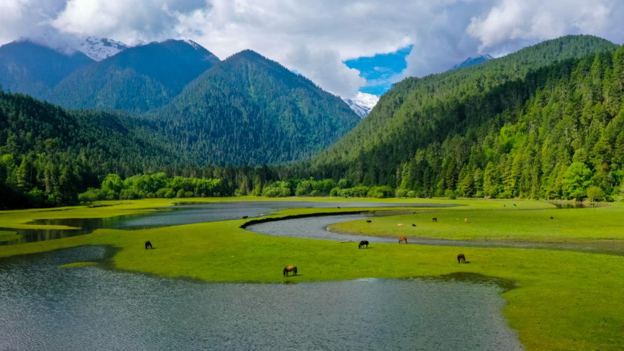 中國最美十大森林之一崗云杉林。西藏自治區(qū)旅發(fā)廳供圖