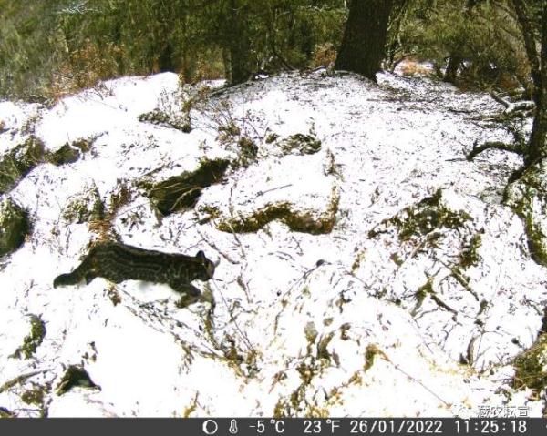 西藏色季拉山發(fā)現(xiàn)雪豹、白頰獼猴等多種珍稀野生動(dòng)物
