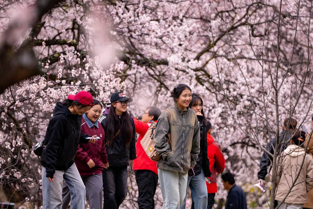 桃花盛開惹人醉，八方游客賞花來。徐馭堯攝