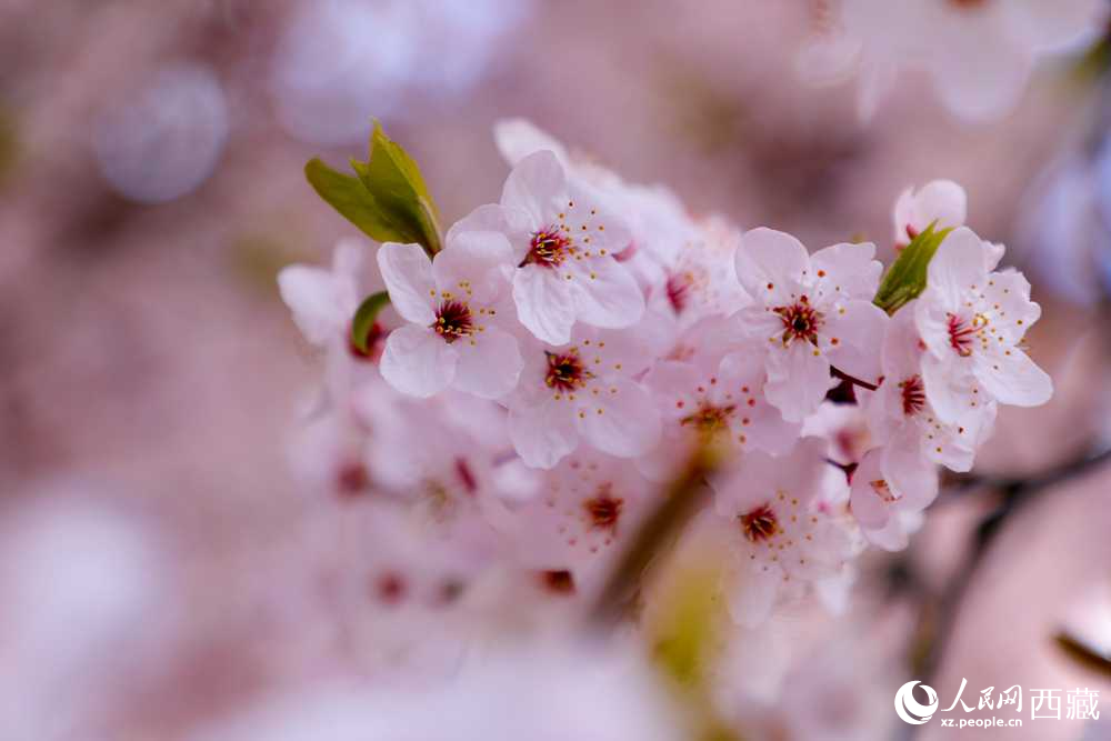 桃花盛開惹人醉。人民網(wǎng)記者 次仁羅布攝