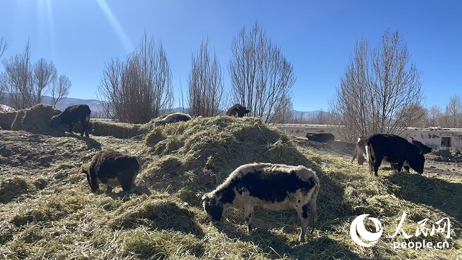 長所鄉(xiāng)森嘎村村民的牲畜在食用新鮮飼草。人民網(wǎng)記者 郝潔攝