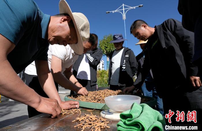 西藏拉薩:冬蟲(chóng)夏草市場(chǎng)交易火爆