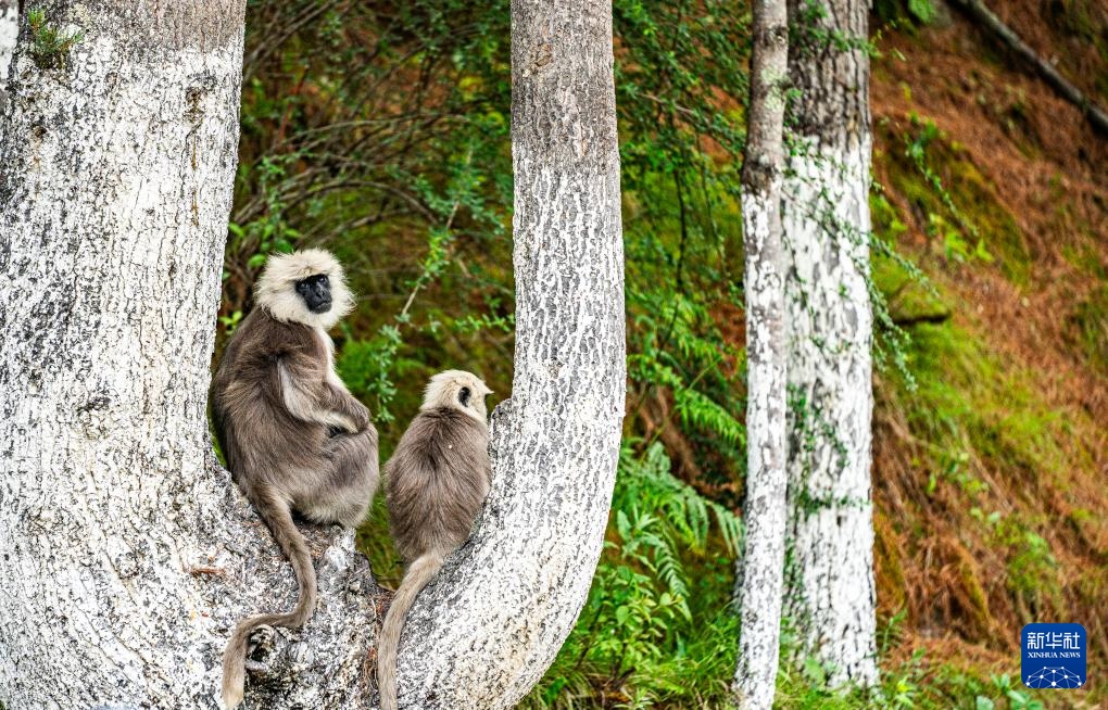 西藏亞?wèn)|:長(zhǎng)尾葉猴下山“會(huì)客”