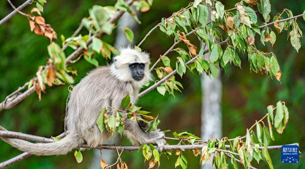 西藏亞?wèn)|:長(zhǎng)尾葉猴下山“會(huì)客”