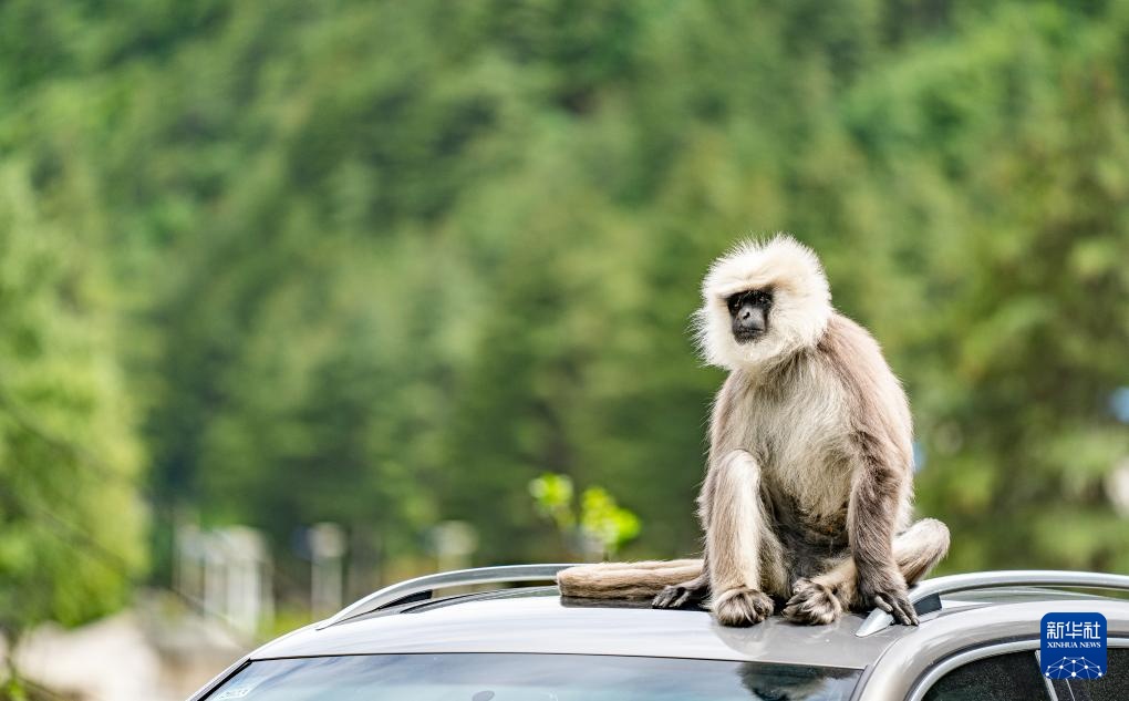 西藏亞?wèn)|:長(zhǎng)尾葉猴下山“會(huì)客”