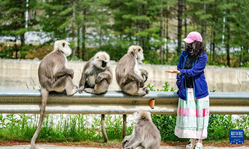 西藏亞?wèn)|:長(zhǎng)尾葉猴下山“會(huì)客”