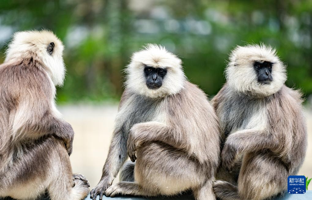 西藏亞?wèn)|:長(zhǎng)尾葉猴下山“會(huì)客”