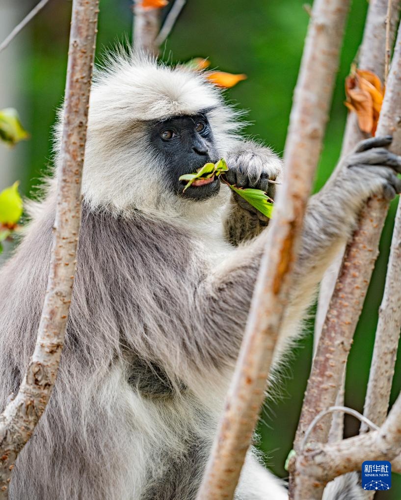 西藏亞?wèn)|:長(zhǎng)尾葉猴下山“會(huì)客”