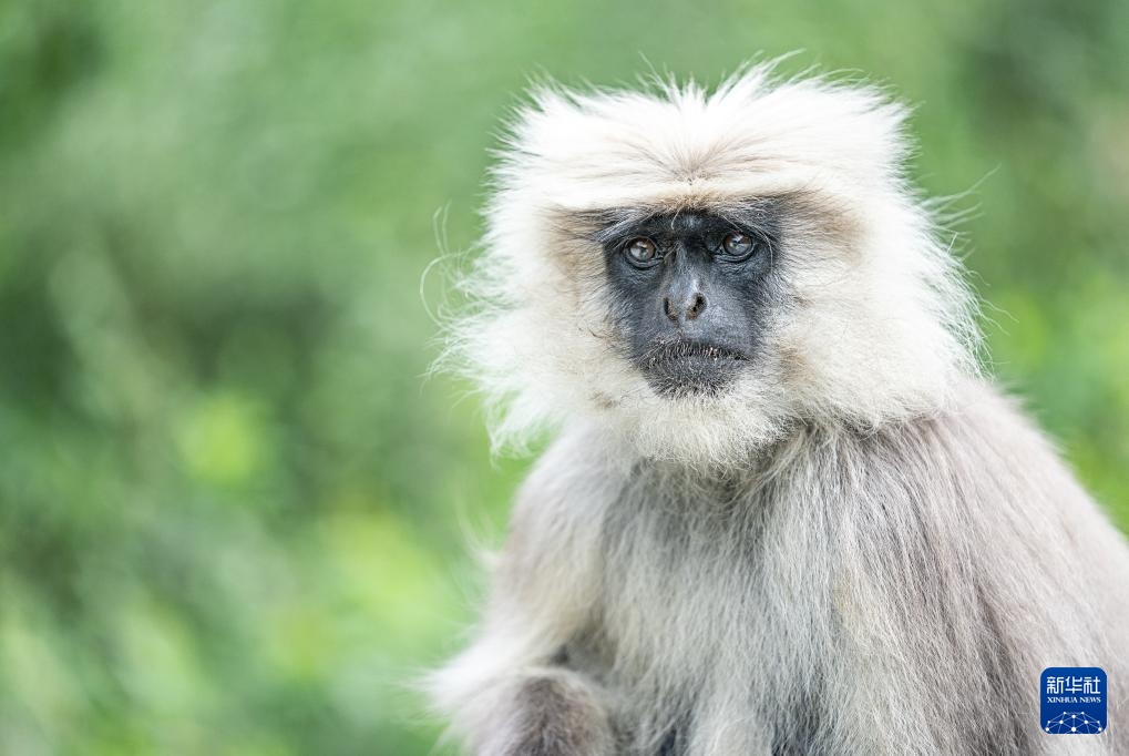 西藏亞?wèn)|:長(zhǎng)尾葉猴下山“會(huì)客”