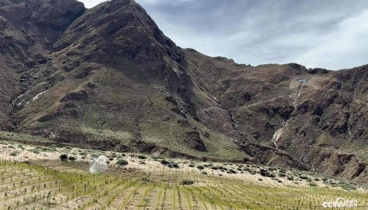 拉薩南北山綠化工程貢嘎段11號片區(qū)(攝影 李婷婷)