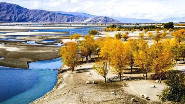 懂西藏的人，一定不會(huì)錯(cuò)過林芝的秋天