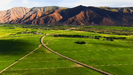 青稞“蛻變”，牦牛“出圈”！看西藏農(nóng)牧民的“十四五”豐收答卷