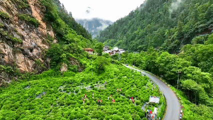 青稞“蛻變”，牦牛“出圈”！看西藏農(nóng)牧民的“十四五”豐收答卷