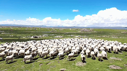 青稞“蛻變”，牦牛“出圈”！看西藏農(nóng)牧民的“十四五”豐收答卷