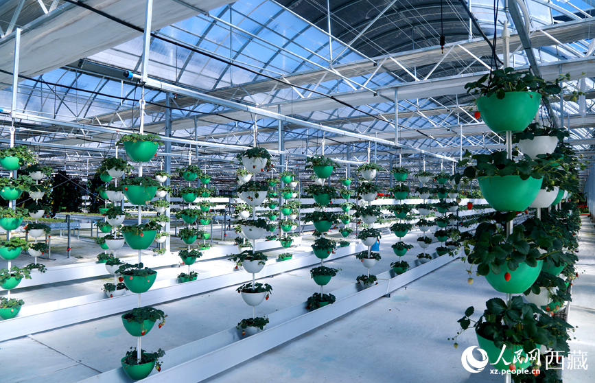 墨竹工卡縣現(xiàn)代農(nóng)業(yè)示范園內(nèi)，采用立體懸掛方式種植的草莓。人民網(wǎng)記者 吳雨仁攝